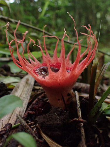 観察された菌類