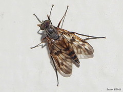 Rhagio mystaceus