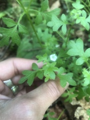 Nemophila parviflora