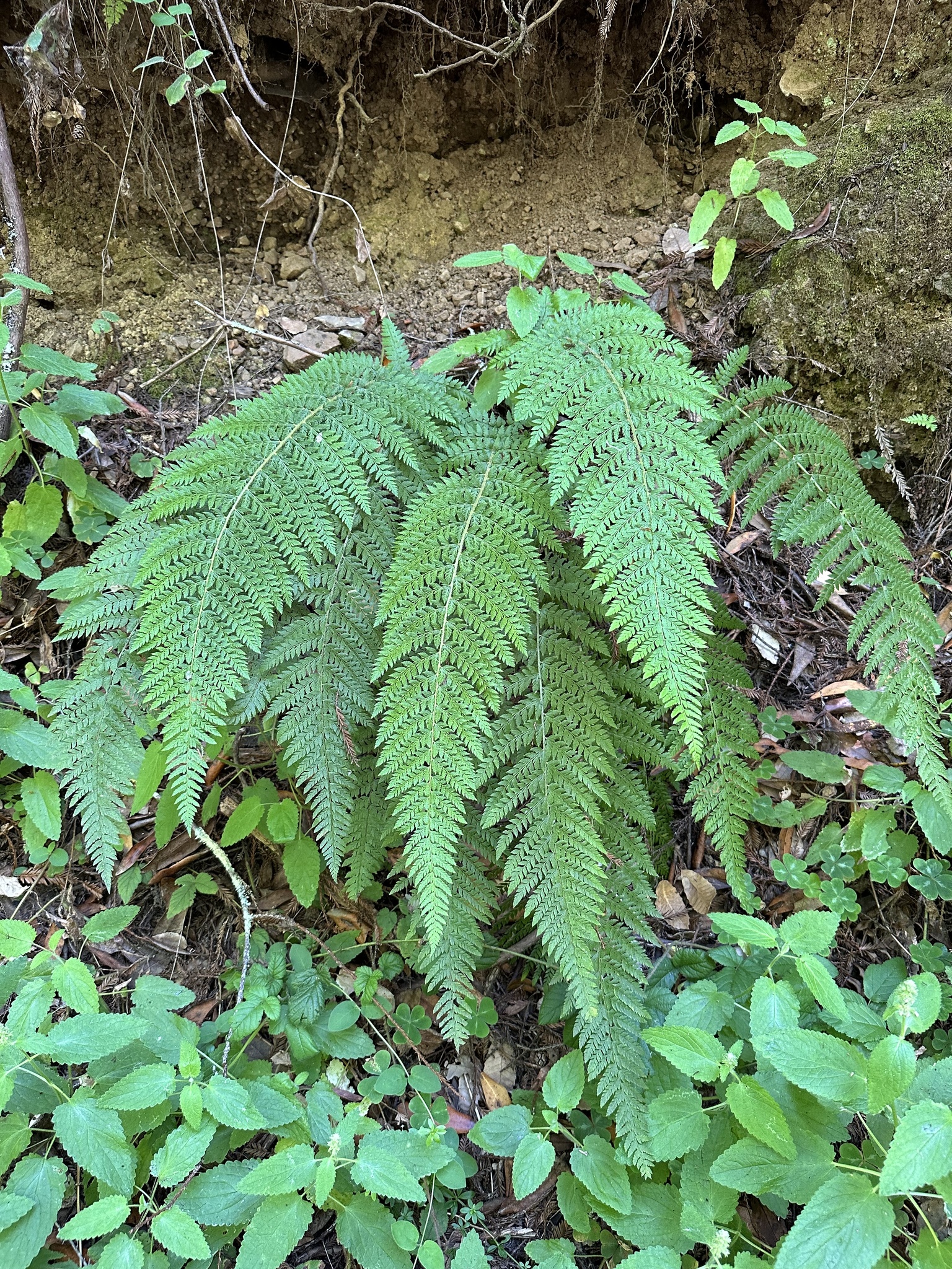 Polystichum dudleyi
