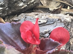 Begonia cucullata