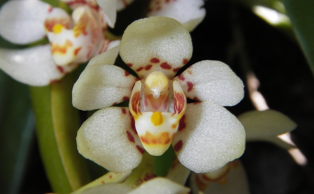 Sarcochilus hartmannii