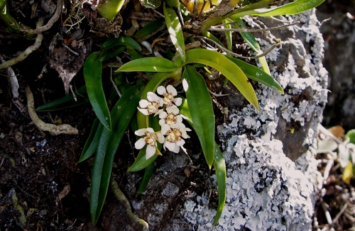 Sarcochilus hartmannii