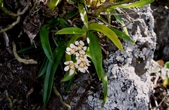 Sarcochilus hartmannii