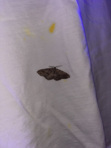 iNaturalist observation photo of Western Carpet