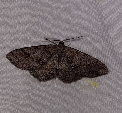 iNaturalist observation photo of Western Carpet