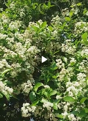 Ehretia anacua