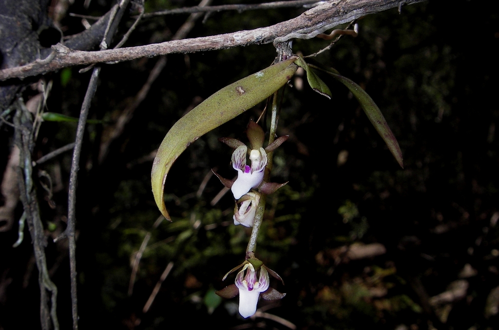 Sarcochilus australis