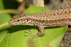 Podarcis muralis