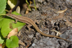 Podarcis muralis