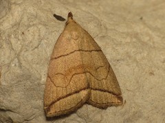 Herminia grisealis