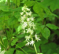Tiarella stolonifera