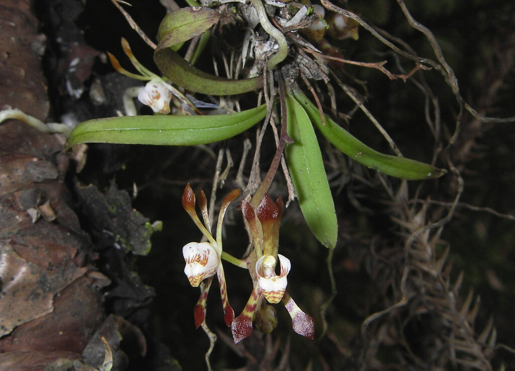Sarcochilus dilatatus