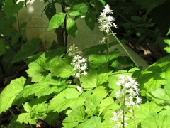 Tiarella stolonifera