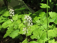 Tiarella stolonifera