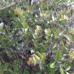 Xylosma spiculifera
