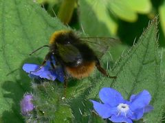 Bombus pratorum