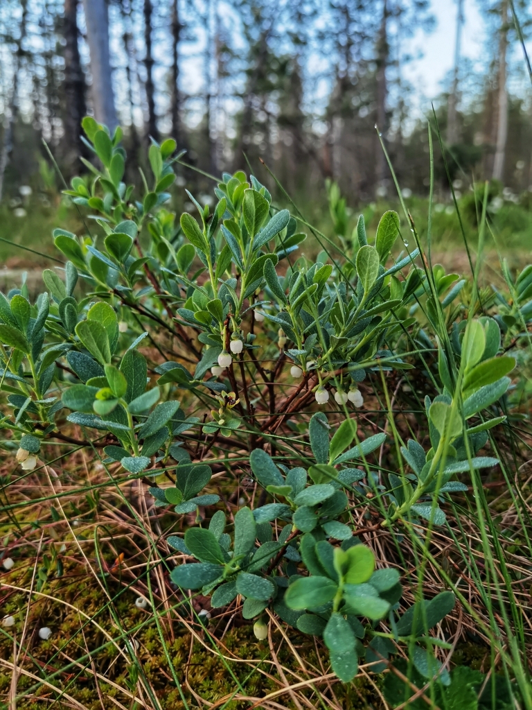 bog bilberry from Демянск, Новгородская область, Россия on May 29, 2024 ...