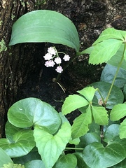 Convallaria