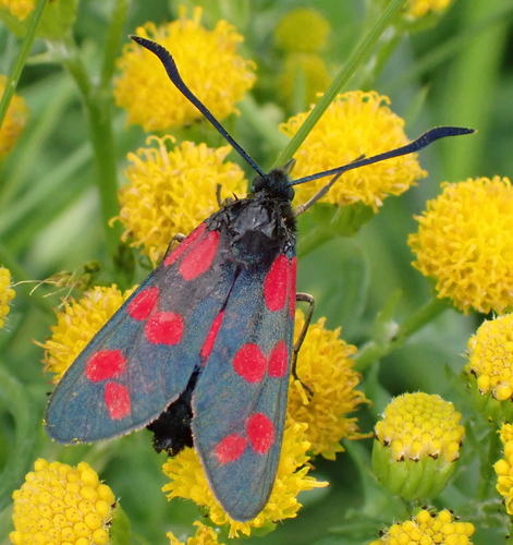 Six-spot Burnet, Lexmond, Utrecht, NL, photo 10 of 10