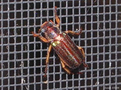 Dichelonyx