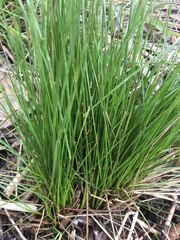 Carex bromoides