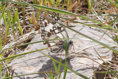 Melanargia occitanica