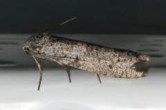 Lepidoscia