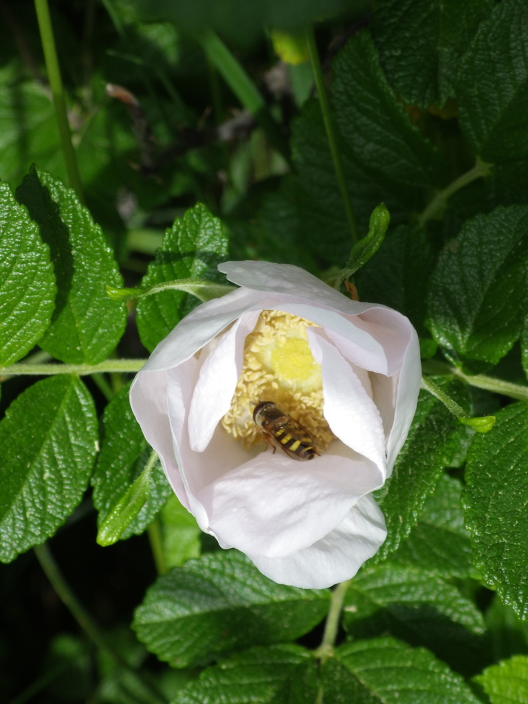 Hover Flies from Spokane, Washington, United States on May 31, 2017 at ...