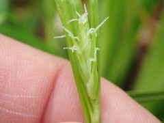 Carex folliculata