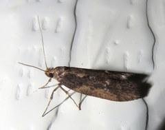 Oecophorinae
