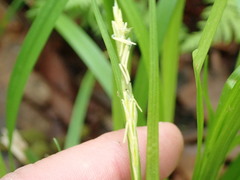 Carex folliculata