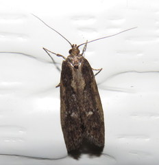 Oecophorinae