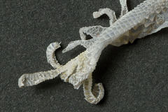 Tarentola mauritanica