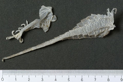 Tarentola mauritanica