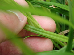Carex folliculata
