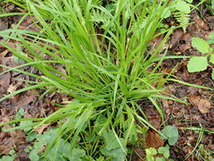 Carex folliculata