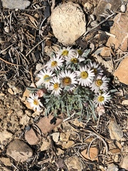 Townsendia scapigera