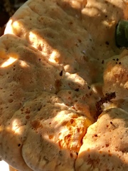 Piptoporellus soloniensis