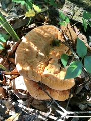 Piptoporellus soloniensis