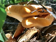 Piptoporellus soloniensis