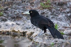 Amblycercus holosericeus