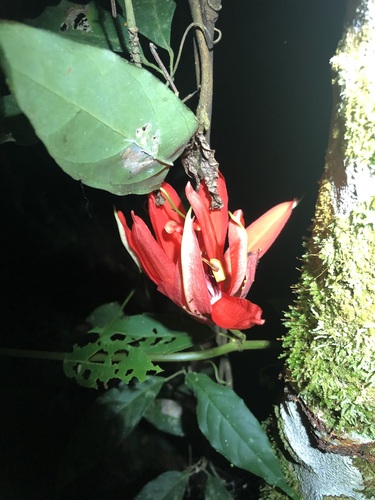 Image of Passiflora miniata by (c) Jared Shorma, some rights reserved (CC BY)