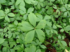 Anemonoides quinquefolia