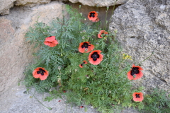 Papaver bipinnatum