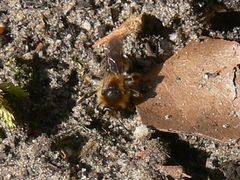 Andrena barbilabris