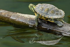 Trachemys scripta