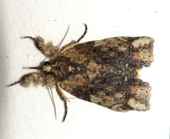 Iscadia poliochroa