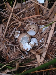 Gallinula galeata