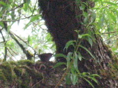 Troglodytes pacificus pacificus